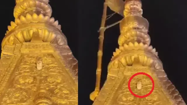 Kashi Vishwanath मंदिर में देखा गया दुर्लभ सफेद उल्लू Kashi Vishwanath मंदिर में देखा गया दुर्लभ सफेद उल्लू