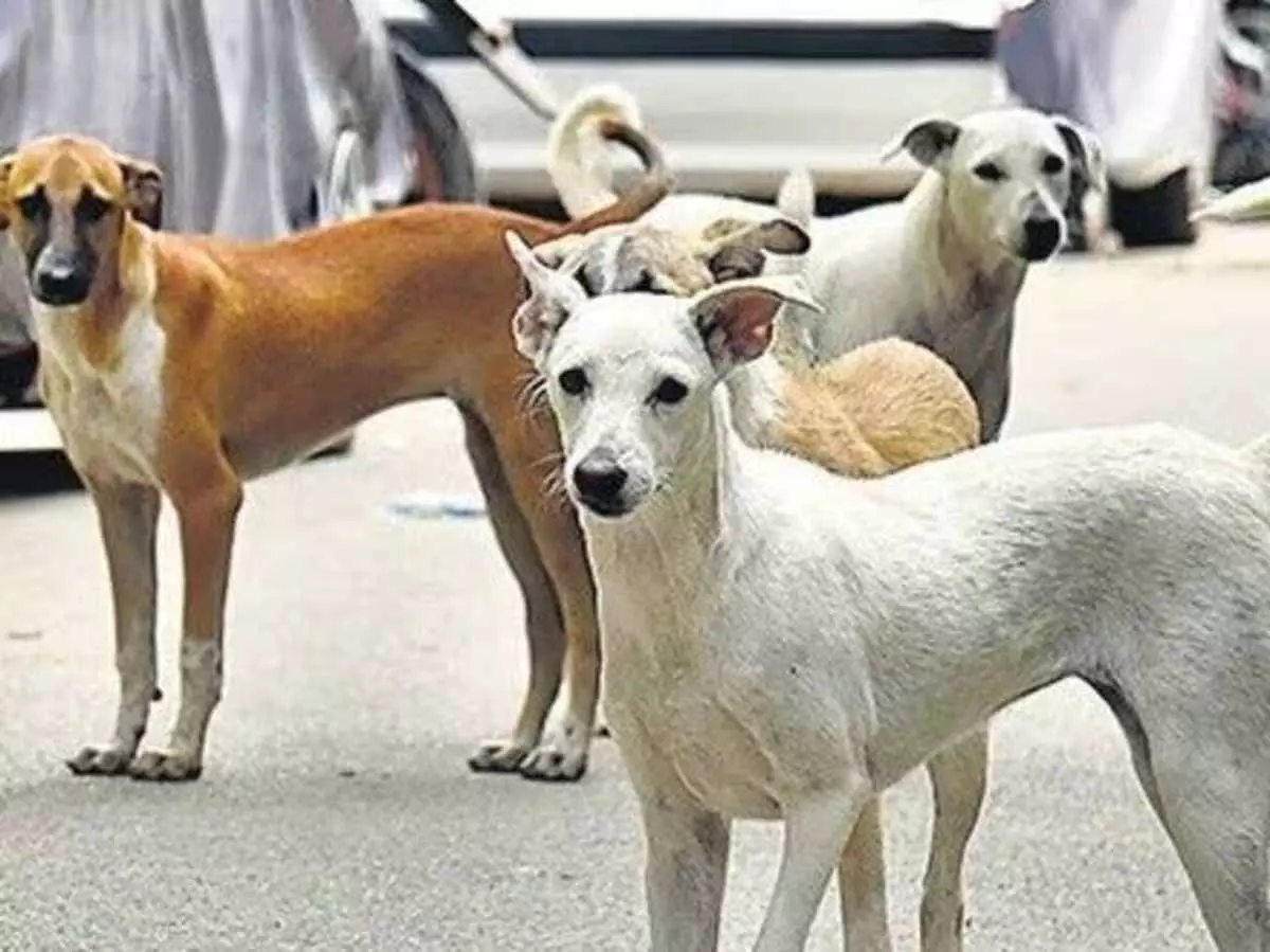 कॉलेज छात्रा पर कुत्ते के झुंड ने किया हमला, बुरी तरह नोंच डाले गाल कॉलेज छात्रा पर कुत्ते के झुंड ने किया हमला, बुरी तरह नोंच डाले गाल