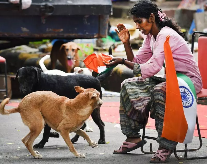 पशु कल्याण समूहों ने आवारा कुत्तों पर सर्वोच्च न्यायालय के नए फैसले की सराहना की पशु कल्याण समूहों ने आवारा कुत्तों पर सर्वोच्च न्यायालय के नए फैसले की सराहना की