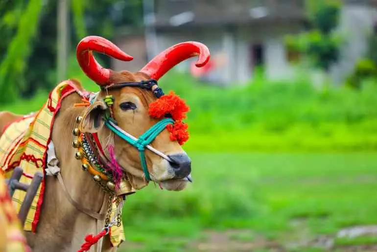पोला त्योहार मना रहे छत्तीसगढ़वासी पोला त्योहार मना रहे छत्तीसगढ़वासी