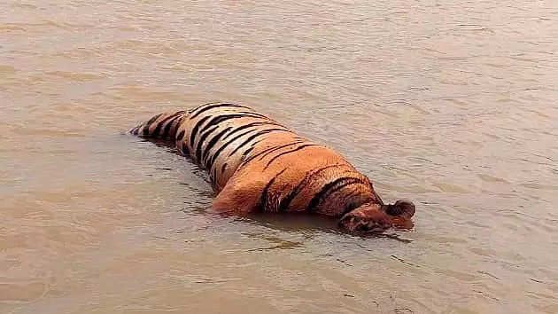 MP : सतपुड़ा अभ्यारण्य के पास एक वयस्क बाघ का शिकार किया गया MP : सतपुड़ा अभ्यारण्य के पास एक वयस्क बाघ का शिकार किया गया