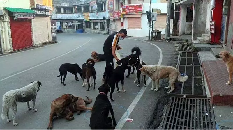 Himachal: आवारा कुत्तों पर सुप्रीम कोर्ट की राहत से कुत्ते प्रेमियों में खुशी की लहर Himachal: आवारा कुत्तों पर सुप्रीम कोर्ट की राहत से कुत्ते प्रेमियों में खुशी की लहर