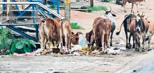 एनएच के पास कूड़े के ढेर से सेमीलीगुडा निवासियों को खतरा एनएच के पास कूड़े के ढेर से सेमीलीगुडा निवासियों को खतरा