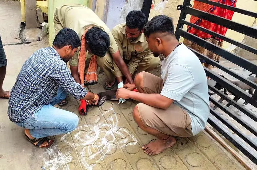 Vijayapura : बैलों को नहलाते समय मगरमच्छ ने किसान को घसीटा Vijayapura : बैलों को नहलाते समय मगरमच्छ ने किसान को घसीटा