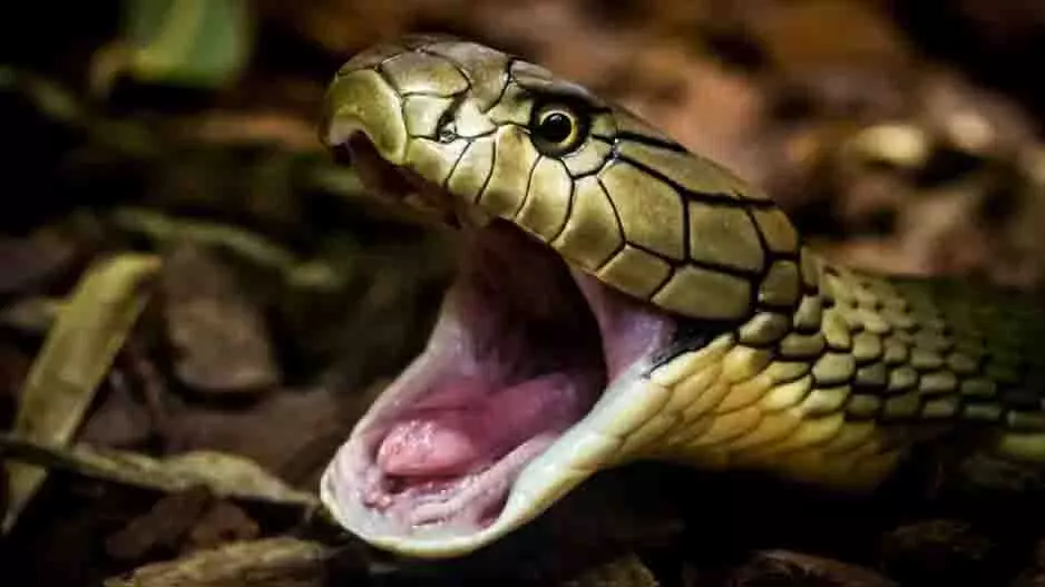Odisha: सांप के काटने से युवक की मौत, पारंपरिक इलाज बना वजह Odisha: सांप के काटने से युवक की मौत, पारंपरिक इलाज बना वजह