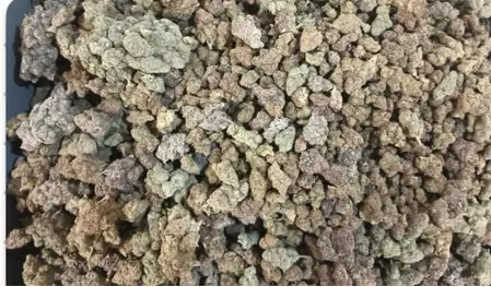 एयरपोर्ट पर कस्टम की बड़ी कार्रवाई, 11 किलो हाइड्रोपोनिक वीड बरामद, दो यात्री गिरफ्तार एयरपोर्ट पर कस्टम की बड़ी कार्रवाई, 11 किलो हाइड्रोपोनिक वीड बरामद, दो यात्री गिरफ्तार