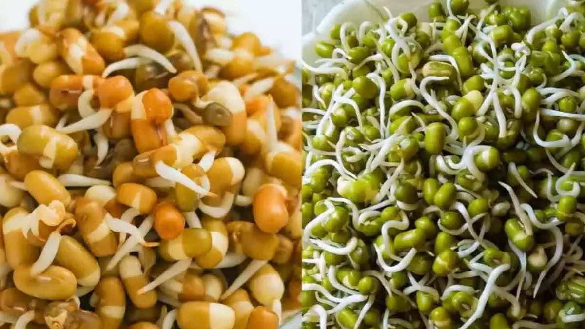 उबले हुए बनाम कच्चे अंकुरित अनाज: इस मानसून में आपको क्या चुनना चाहिए? उबले हुए बनाम कच्चे अंकुरित अनाज: इस मानसून में आपको क्या चुनना चाहिए?