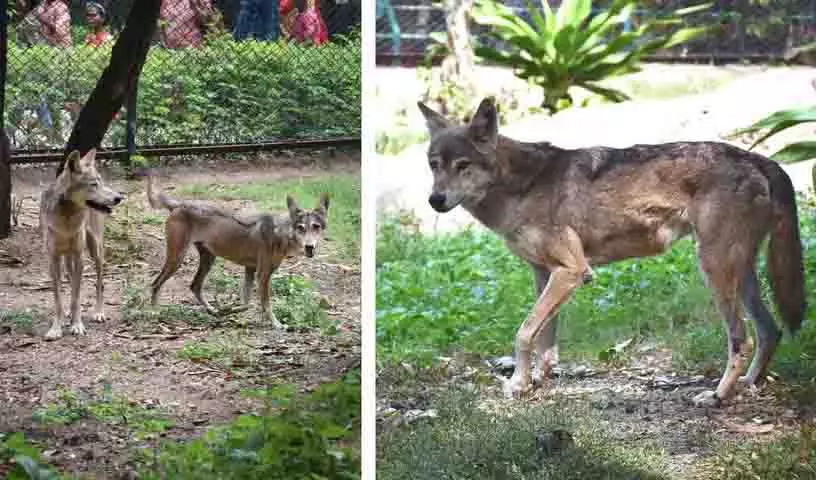 Hyderabad : भारतीय भेड़ियों का पहला सफल प्रजनन Hyderabad : भारतीय भेड़ियों का पहला सफल प्रजनन