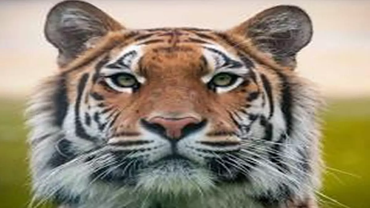 मध्य प्रदेश में बाघों की मौत: शिकार और लापरवाही बनी चिंता मध्य प्रदेश में बाघों की मौत: शिकार और लापरवाही बनी चिंता