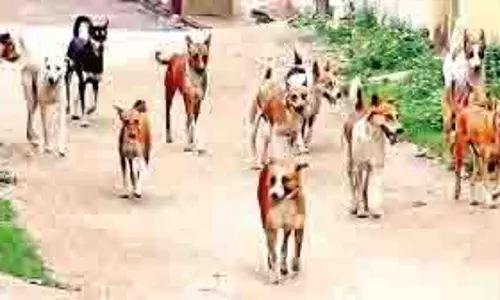 Jharkhand: आवारा कुत्ते ने ढाई साल के बच्चे को बुरी तरह काटा