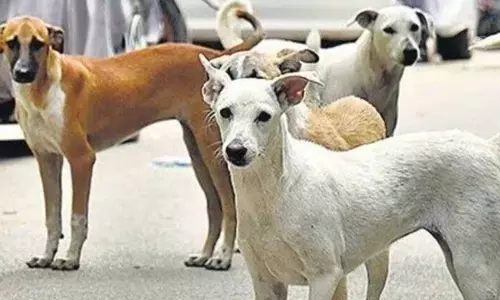 कॉलेज छात्रा पर कुत्ते के झुंड ने किया हमला, बुरी तरह नोंच डाले गाल कॉलेज छात्रा पर कुत्ते के झुंड ने किया हमला, बुरी तरह नोंच डाले गाल