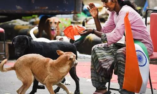 पशु कल्याण समूहों ने आवारा कुत्तों पर सर्वोच्च न्यायालय के नए फैसले की सराहना की