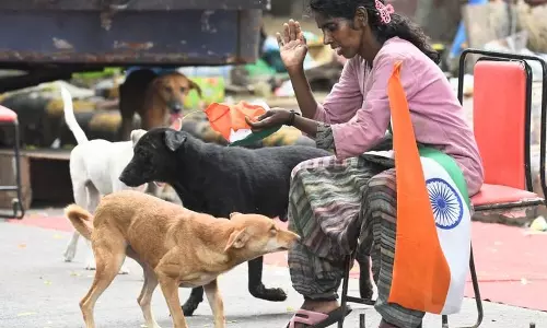 आवारा कुत्तों की पकड़ पर रोक नहीं, नसबंदी के बाद छोड़ने की अनुमति: Supreme Court