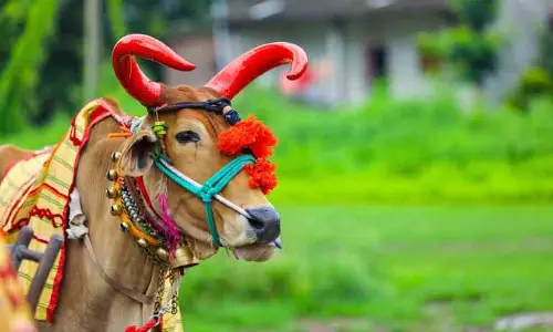 पोला त्योहार मना रहे छत्तीसगढ़वासी