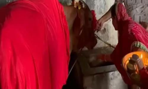 दुर्लभ घटना, बिना बछड़ा दिए गाय दे रही दूध