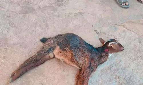 Doddabalapura : तेंदुए के हमले में बकरी की मौत