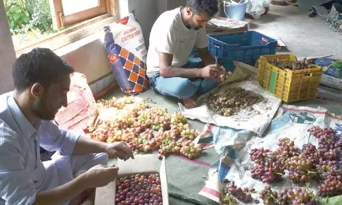 अंगूर की भरपूर फसल से रेपोरा बैंगनी हो गया अंगूर की भरपूर फसल से रेपोरा बैंगनी हो गया