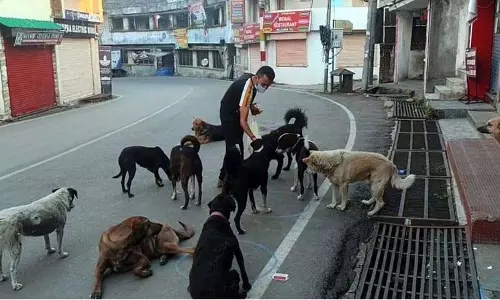 Himachal: आवारा कुत्तों पर सुप्रीम कोर्ट की राहत से कुत्ते प्रेमियों में खुशी की लहर