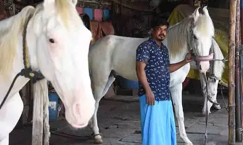 Chennai: घटती घोड़ा स्टैंड संस्कृति, परंपरा के लुप्त होने का खतरा Chennai: घटती घोड़ा स्टैंड संस्कृति, परंपरा के लुप्त होने का खतरा