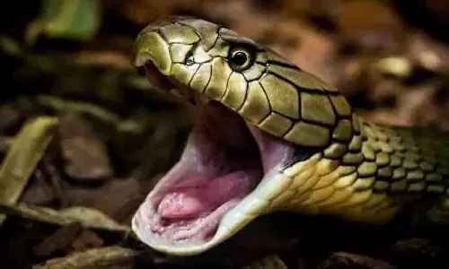 Odisha: सांप के काटने से युवक की मौत, पारंपरिक इलाज बना वजह Odisha: सांप के काटने से युवक की मौत, पारंपरिक इलाज बना वजह