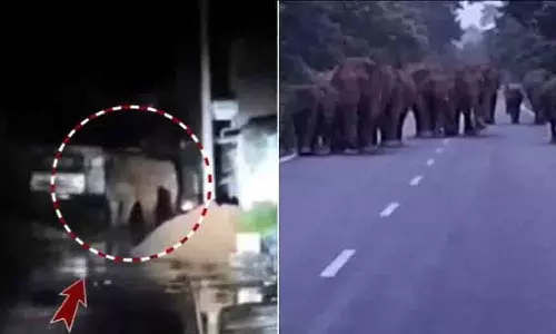 हाथियों का झुंड Athagadh में दिखाई दिया, ग्रामीणों में डर