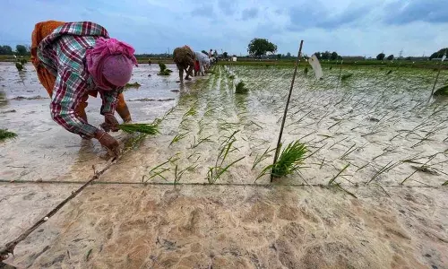 Kurukshetra में 13 हजार एकड़ से अधिक भूमि जलमग्न, धान और गन्ने की फसलें प्रभावित