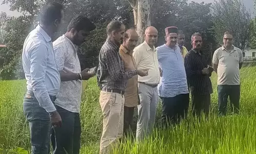 Dharamshala: उप मुख्य सचेतक ने उप कृषि निदेशक संग किया धान फसलों का अवलोकन Dharamshala: उप मुख्य सचेतक ने उप कृषि निदेशक संग किया धान फसलों का अवलोकन