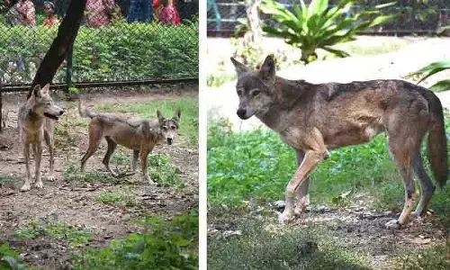 Hyderabad : भारतीय भेड़ियों का पहला सफल प्रजनन