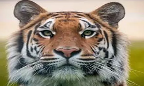 मध्य प्रदेश में बाघों की मौत: शिकार और लापरवाही बनी चिंता मध्य प्रदेश में बाघों की मौत: शिकार और लापरवाही बनी चिंता