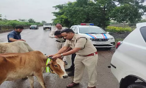सड़क हादसों से बचाव के लिए अनूठी पहल, मवेशियों को पहनाई जा रही रेडियम बेल्ट