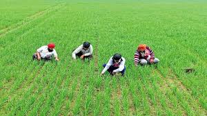 Kushinagar: धान बीज वितरण में घोटाला का आरोप, किसानों ने उठाई आवाज