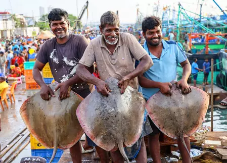 भारत में मछली उत्पादन बीते एक दशक में 104 प्रतिशत बढ़ा : केंद्र भारत में मछली उत्पादन बीते एक दशक में 104 प्रतिशत बढ़ा : केंद्र