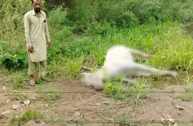 Jalandhar: लाखों रुपये की घोड़ी को लेकर मचा हड़कंप Jalandhar: लाखों रुपये की घोड़ी को लेकर मचा हड़कंप