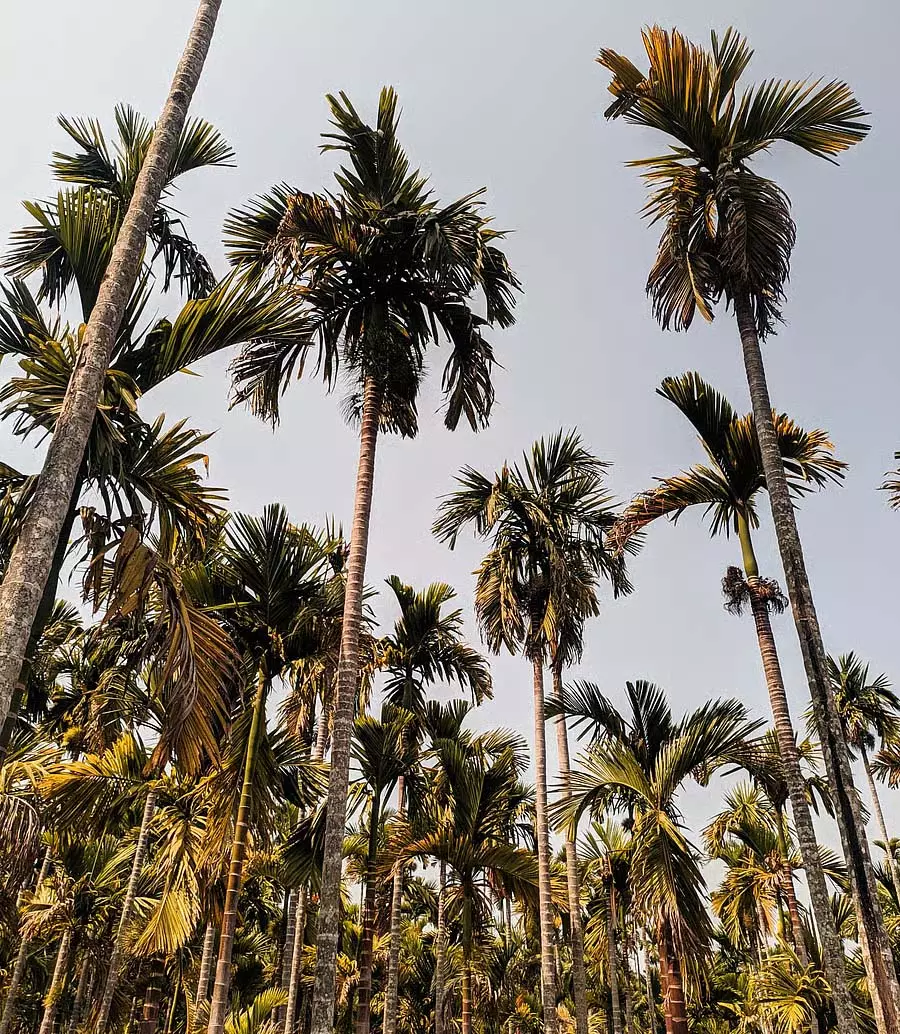 उत्तर कन्नड़: सुपारी उत्पादकों से अधिकतम बीमा उत्तर कन्नड़: सुपारी उत्पादकों से अधिकतम बीमा