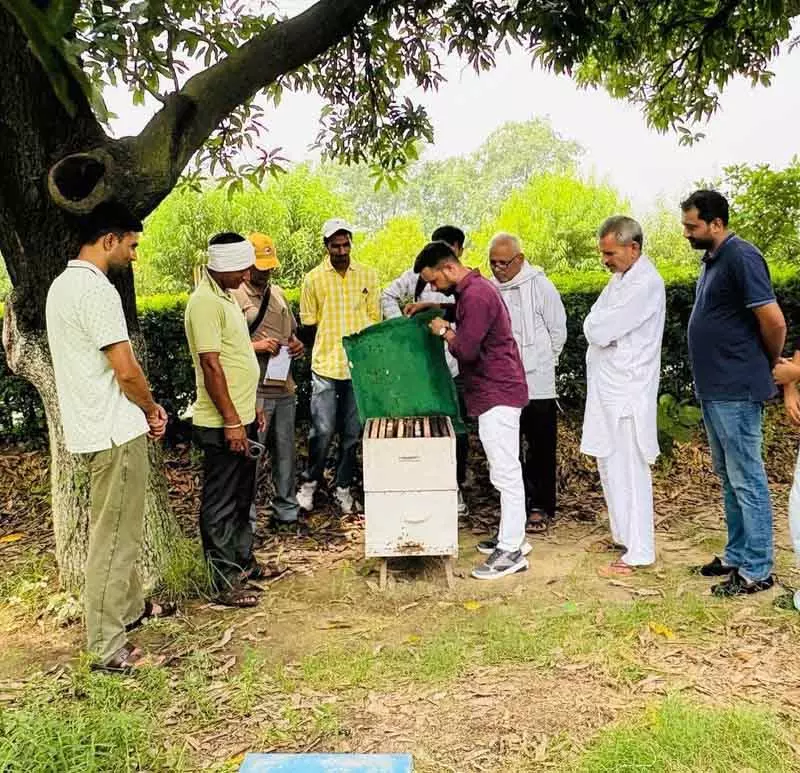 Haryana के मधुमक्खी पालकों को भावांतर योजना से उम्मीदें Haryana के मधुमक्खी पालकों को भावांतर योजना से उम्मीदें