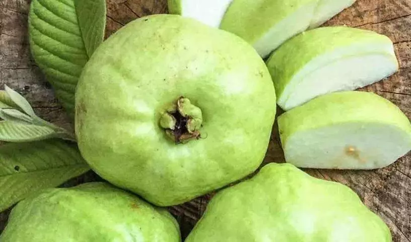 रोज़ाना कितने अमरूद खाने चाहिए? इन्हें खाने के क्या फायदे हैं? रोज़ाना कितने अमरूद खाने चाहिए? इन्हें खाने के क्या फायदे हैं?