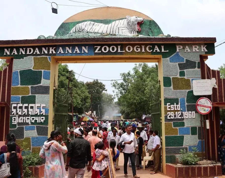 Odisha : नंदनकानन चिड़ियाघर में सफेद बाघ के शावक की मौत Odisha : नंदनकानन चिड़ियाघर में सफेद बाघ के शावक की मौत