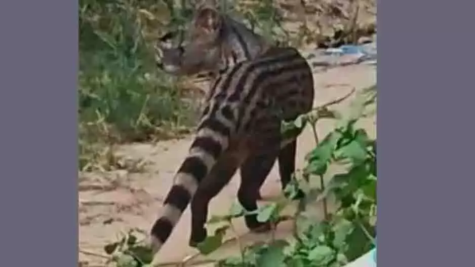 Odisha: एक गाँव में एक अनजान जानवर के दिखने से दहशत Odisha: एक गाँव में एक अनजान जानवर के दिखने से दहशत