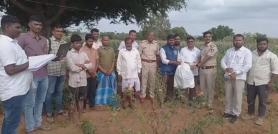 Koppal : युवाओं में बढ़ रही है भांग की लत Koppal : युवाओं में बढ़ रही है भांग की लत