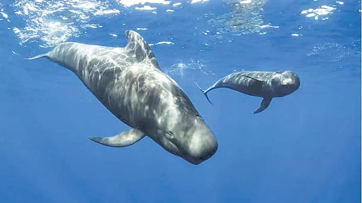 Karnataka के समुद्र तट पर फंसी छोटी-पंख वाली पायलट व्हेल, राज्य में पहली बार Karnataka के समुद्र तट पर फंसी छोटी-पंख वाली पायलट व्हेल, राज्य में पहली बार
