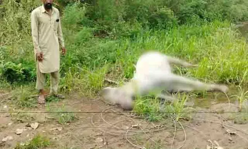 Jalandhar: लाखों रुपये की घोड़ी को लेकर मचा हड़कंप