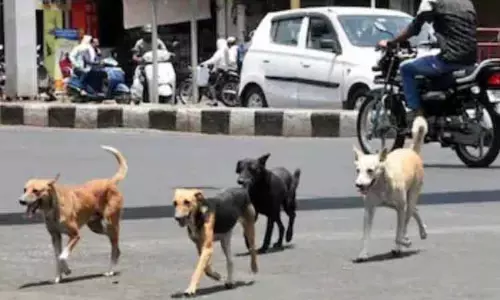 BJP ने स्टालिन से आवारा कुत्तों की समस्या पर कार्रवाई करने का आग्रह किया