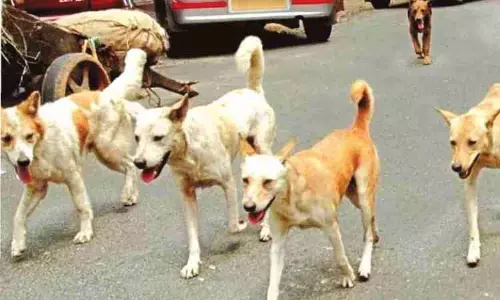 Mayiladuthurai में एक ही दिन में पागल कुत्ते ने 20 से ज़्यादा लोगों पर किया हमला