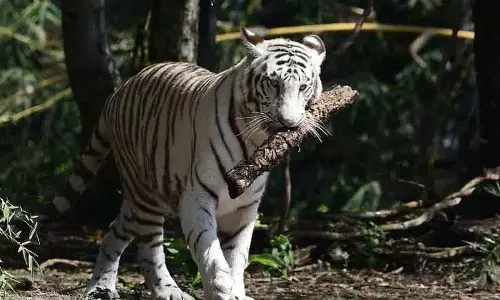 Hyderabad zoo में भारतीय भेड़िया, ढोल, गौर और मृग का संरक्षण प्रजनन शुरू होगा Hyderabad zoo में भारतीय भेड़िया, ढोल, गौर और मृग का संरक्षण प्रजनन शुरू होगा