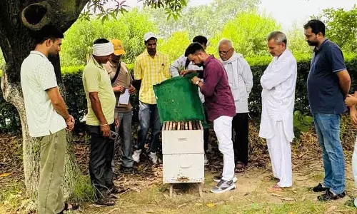 Haryana के मधुमक्खी पालकों को भावांतर योजना से उम्मीदें Haryana के मधुमक्खी पालकों को भावांतर योजना से उम्मीदें