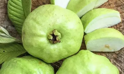 रोज़ाना कितने अमरूद खाने चाहिए? इन्हें खाने के क्या फायदे हैं?