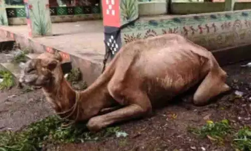 Sundergarh: निवासी मालिक द्वारा छोड़े गए ऊंट की मदद के लिए आगे आए Sundergarh: निवासी मालिक द्वारा छोड़े गए ऊंट की मदद के लिए आगे आए