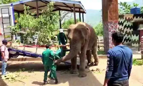 Odisha: हाथियों के परिवहन के लिए पहला हाई-टेक ट्रक एयरबैट मिला