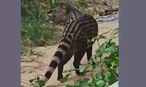 Odisha: एक गाँव में एक अनजान जानवर के दिखने से दहशत Odisha: एक गाँव में एक अनजान जानवर के दिखने से दहशत
