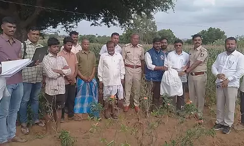 Koppal : युवाओं में बढ़ रही है भांग की लत Koppal : युवाओं में बढ़ रही है भांग की लत
